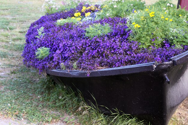 Close-up of purple flowers blooming