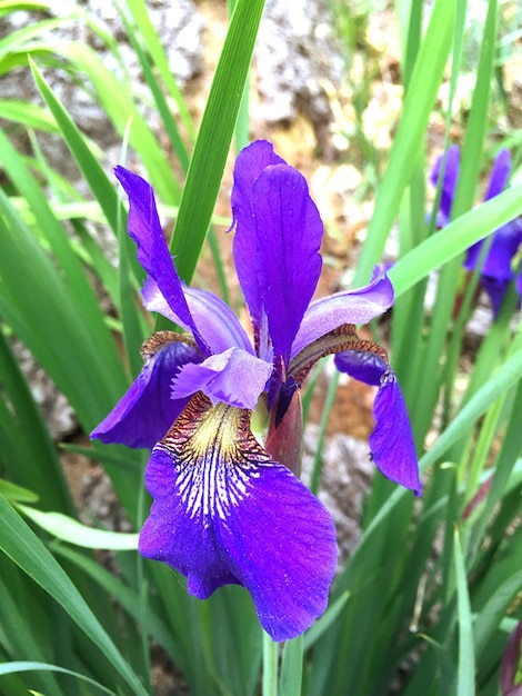 Foto close-up di fiori viola in fiore