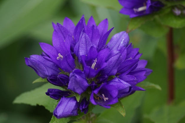 Close-up of purple flowers blooming