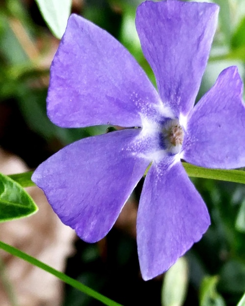 Foto close-up di fiori viola in fiore