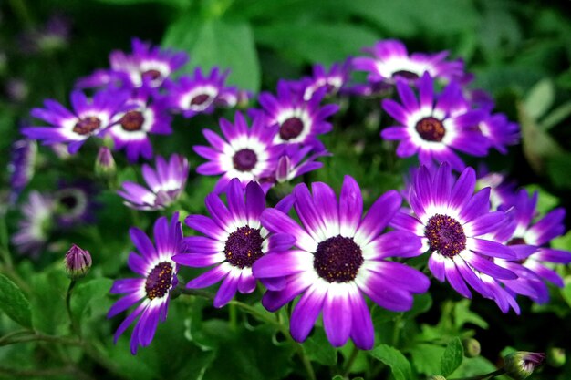 Close-up of purple flowers blooming