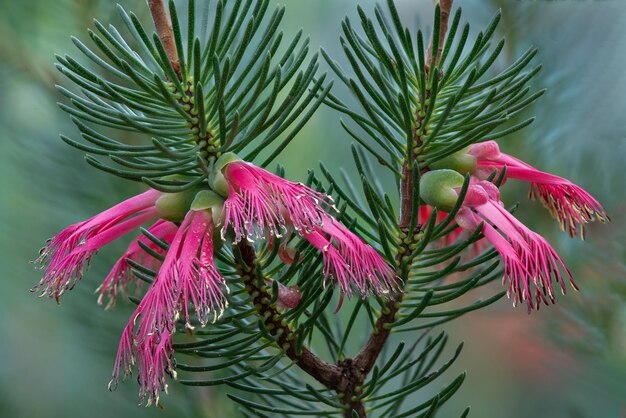 Photo close-up of purple flowers on branch