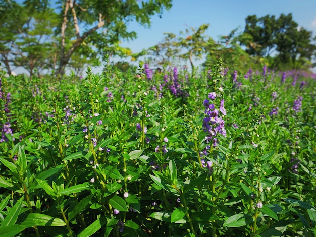 Крупный план фиолетовое поле цветов против голубого неба