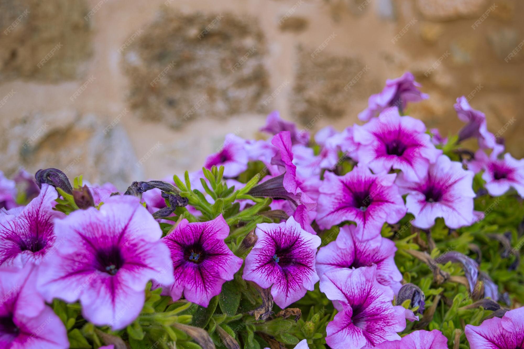 Premium Photo A close up of purple flowers in front of a stone wall
