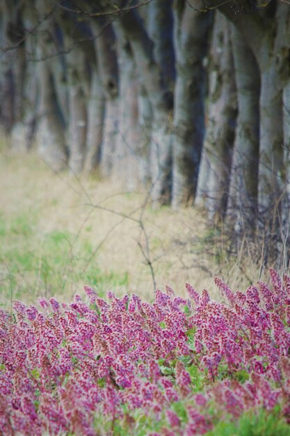 Photo close-up of purple flowers growing in field