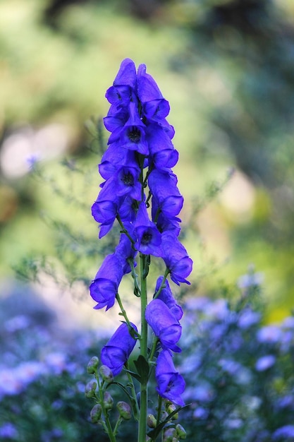 Photo close-up of purple flowers growing in field