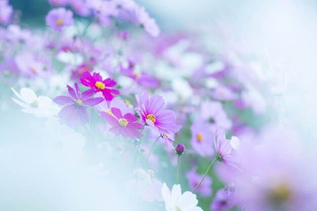 Close-up of purple flowers growing outdoors