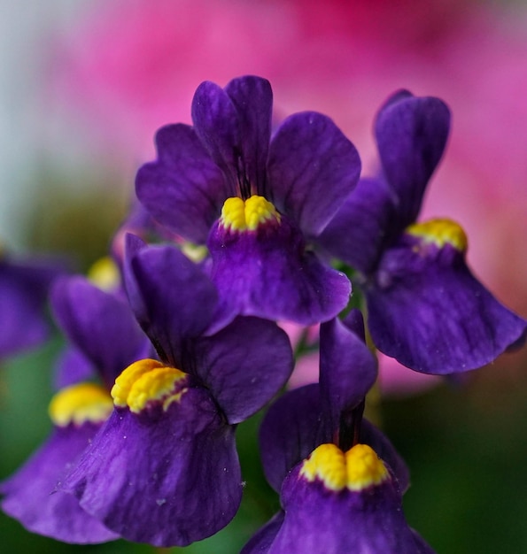 Foto close-up di fiori viola che crescono all'aperto