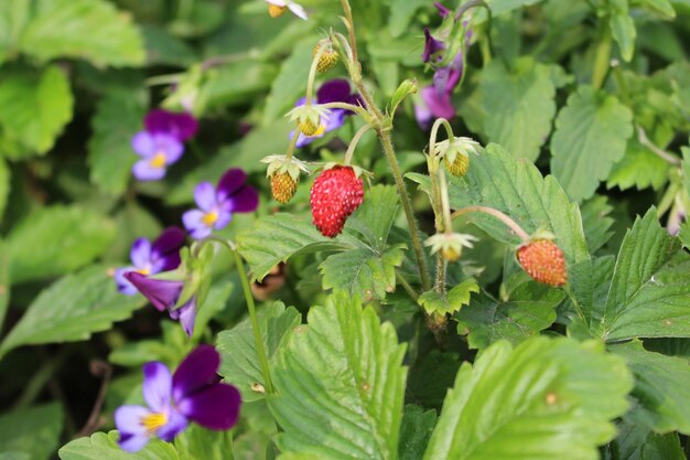 Close-up of purple flowers growing on plant