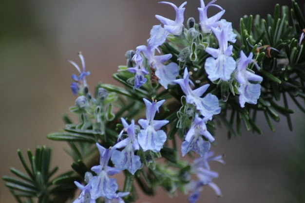 Foto close-up di fiori viola che crescono sulla pianta