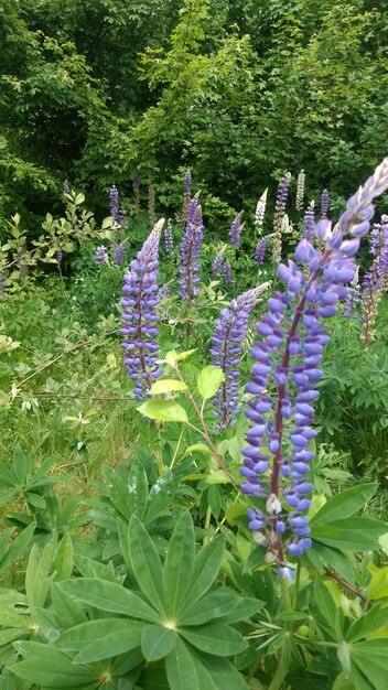 Close-up of purple flowers growing on tree