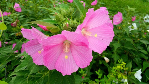 Photo close-up of purple flowers in park