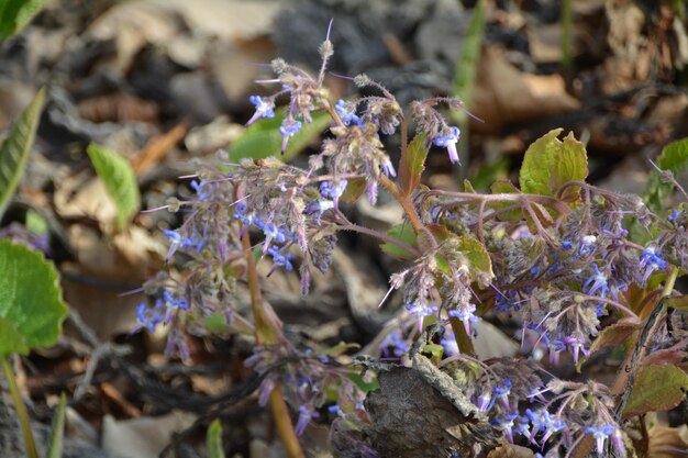Close-up of purple flowers on plant
