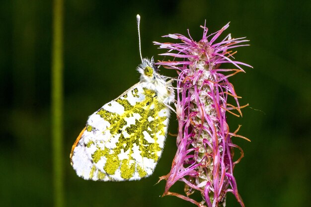 Foto prossimo piano dei fiori viola sulla pianta