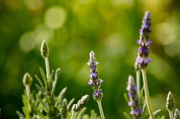 Close-up of purple flowers on plant