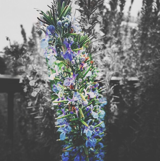 Close-up of purple flowers on plant