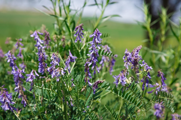 A close up of purple flowers on a plant