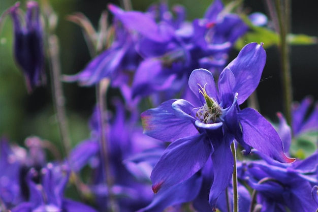 Close-up of purple flowers on sunny day