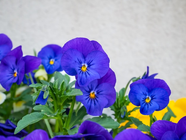 Close up the purple flowers in the sunny day