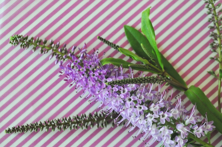 Photo テーブルの上の紫の花のクローズアップ