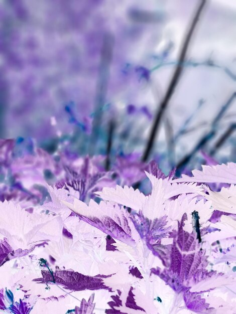 Close-up of purple flowers on tree