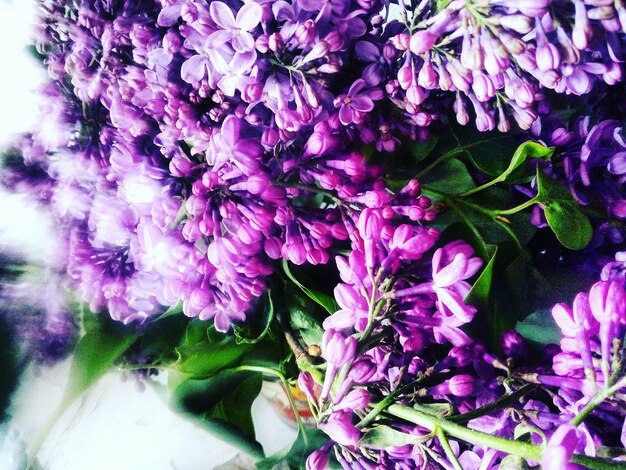 Close-up of purple flowers on tree