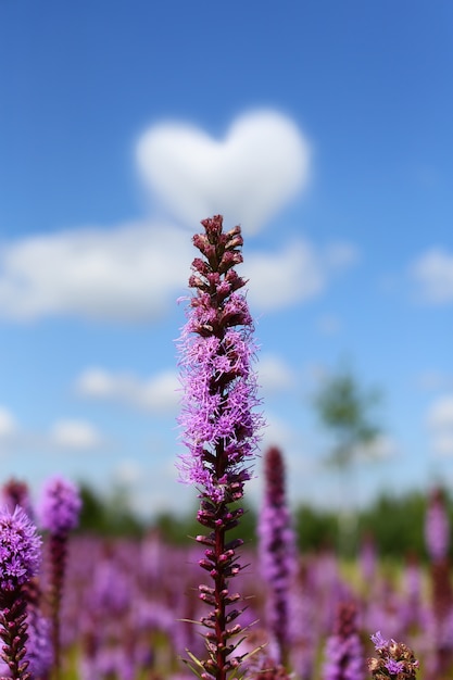 ハート型の雲と紫の花のクローズアップ