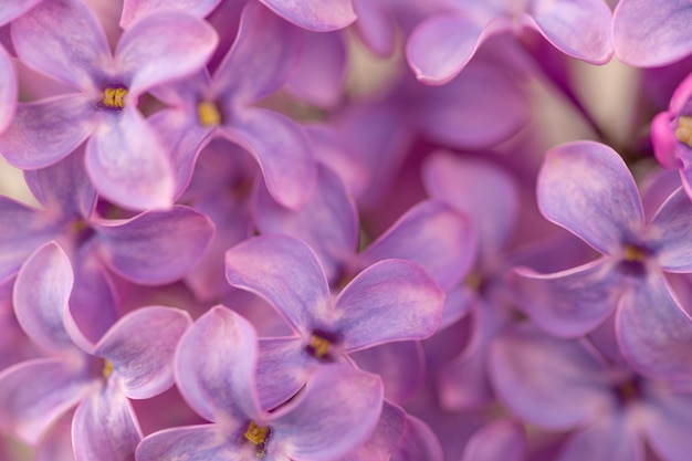 A 바닥에 라일락이라는 단어가 있는 보라색 꽃을 닫습니다.