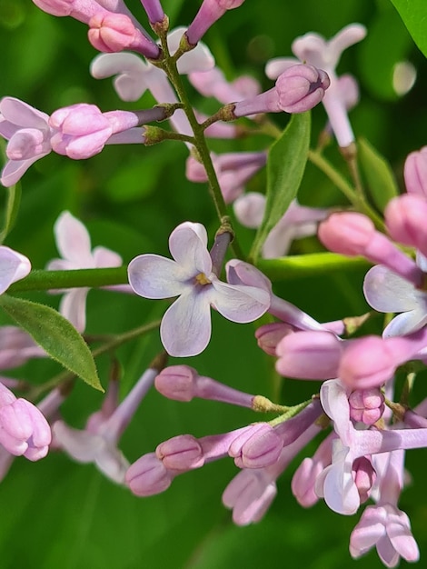 左側に「ライラック」という言葉が付いた紫色の花の接写。