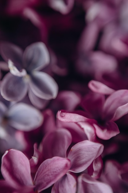 底に「愛」という言葉が付いた紫色の花の接写