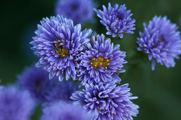 Photo a close up of purple flowers with the word 