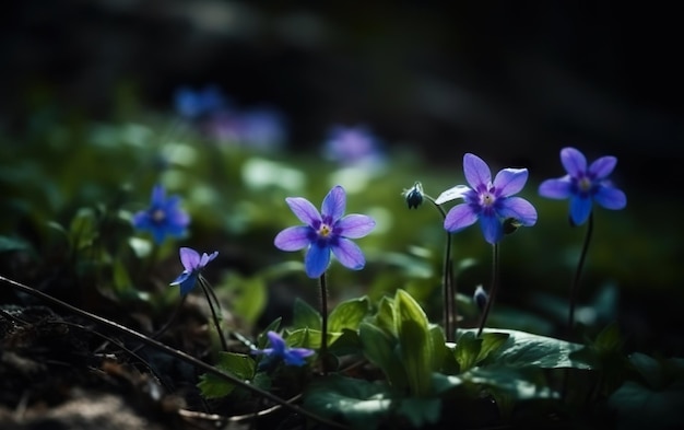 A close up of purple flowers with the word violet on the bottom