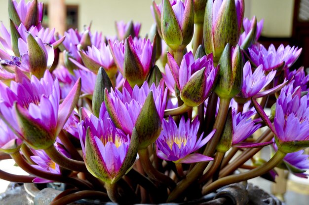 Close-up of purple flowers