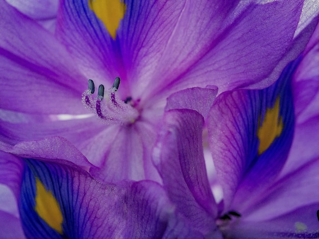 Photo close-up of purple flowers