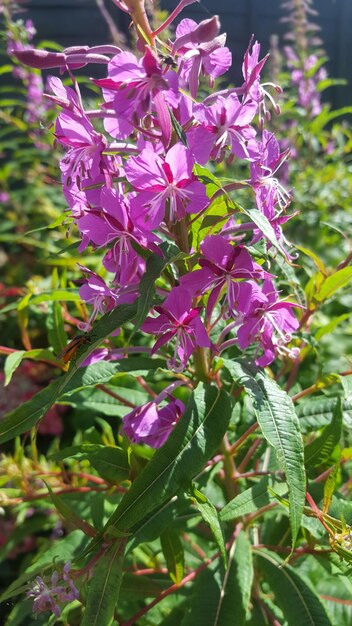 紫色の花のクローズアップ