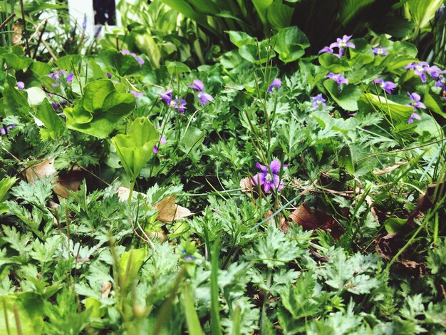 Foto close-up di fiori viola