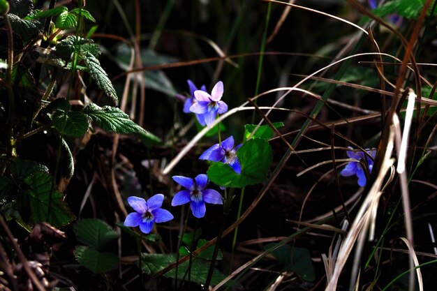 紫色の花のクローズアップ