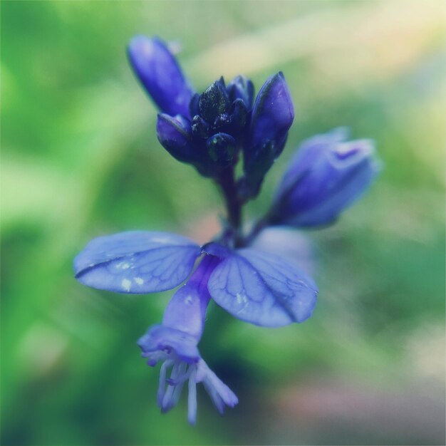 Close-up of purple flowers