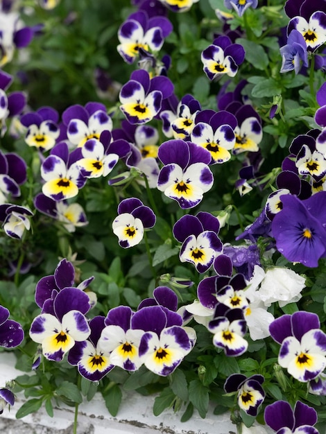 Close-up of purple flowers