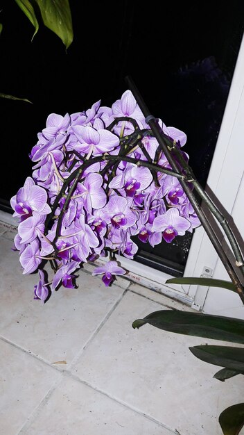 Close up of purple flowers