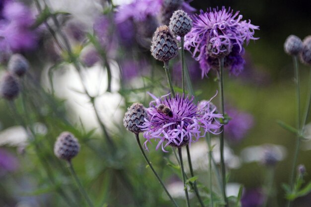 Foto prossimo piano di fiori viola