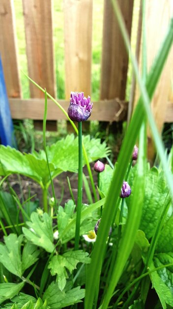 Foto prossimo piano di fiori viola