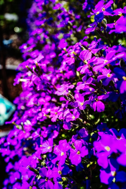 Close-up of purple flowers