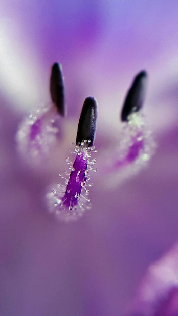 Close-up of purple flowers