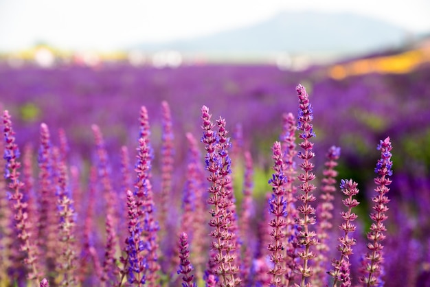 紫色の花のクローズアップ