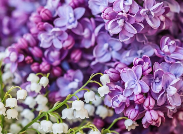 Photo close-up of purple flowers