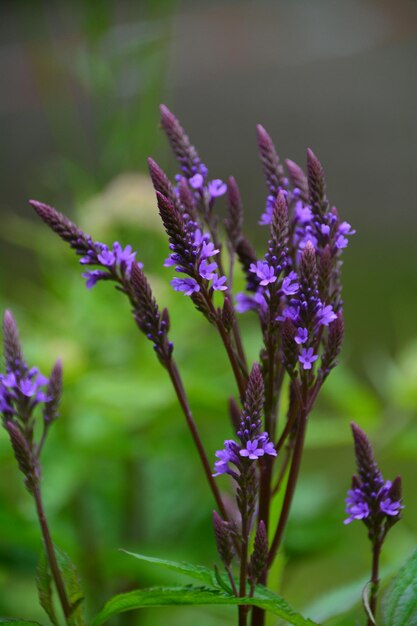 Close-up of purple flowers