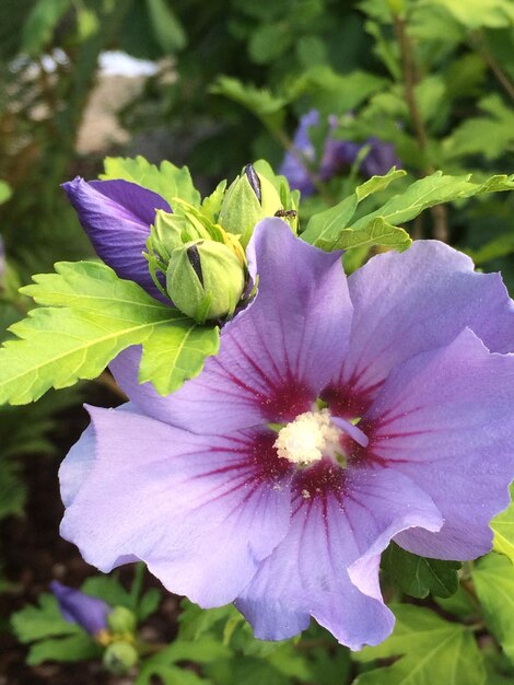 Foto prossimo piano di fiori viola