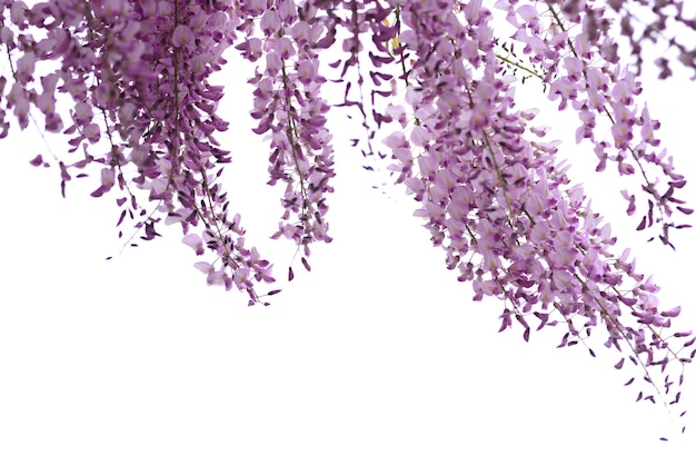 Photo close-up of purple flowers