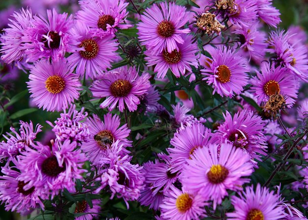 Close-up of purple flowers